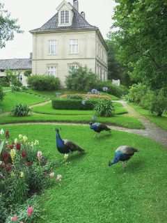 Gulskogen Arbo gård. Hovedbygning fra 1804, grøntanlegget i forgrunnen og tre påfugler.